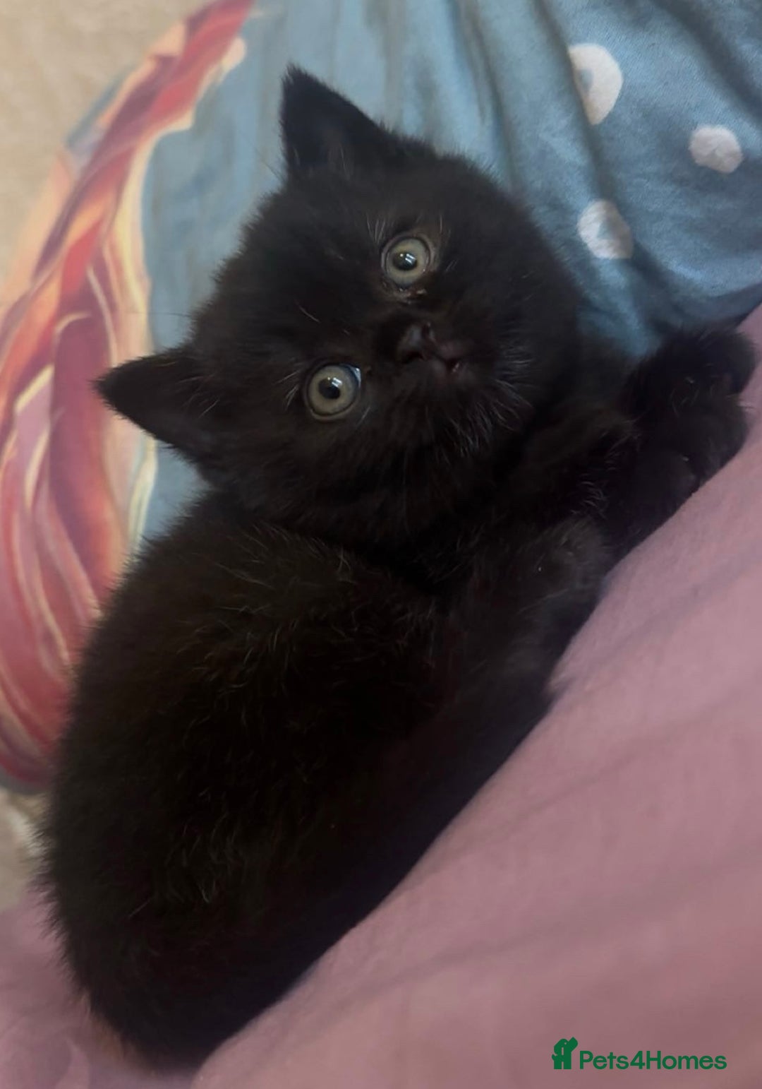 British Shorthair cats for sale: Stunning kittens 🎀🩵💞 - Image 5