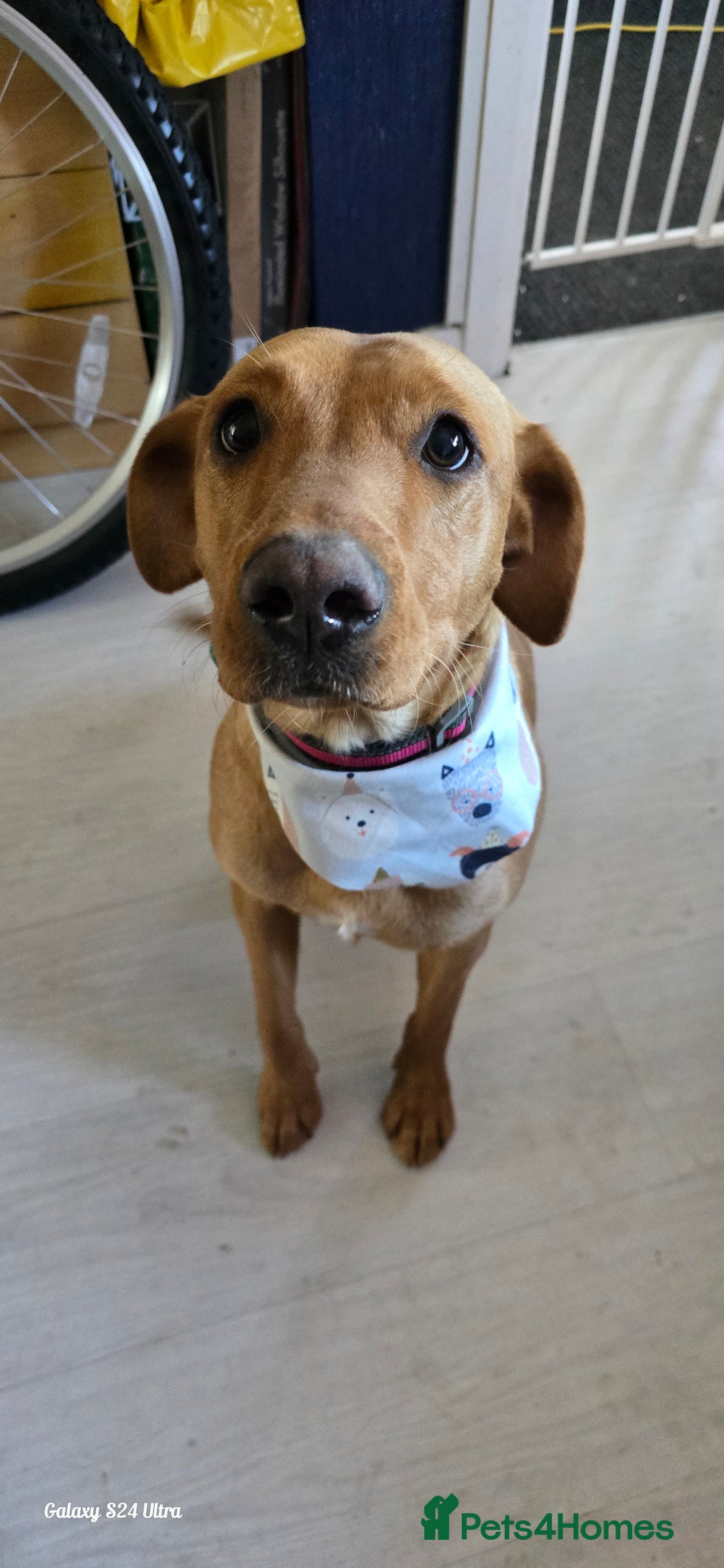 Labrador Retriever dogs for sale: Very loving, loyal fox red labrador for sale - Image 12