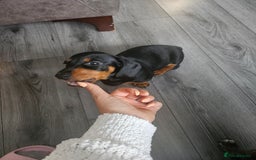 Dachshund dogs for sale: Last little dachshund girl - Image 3