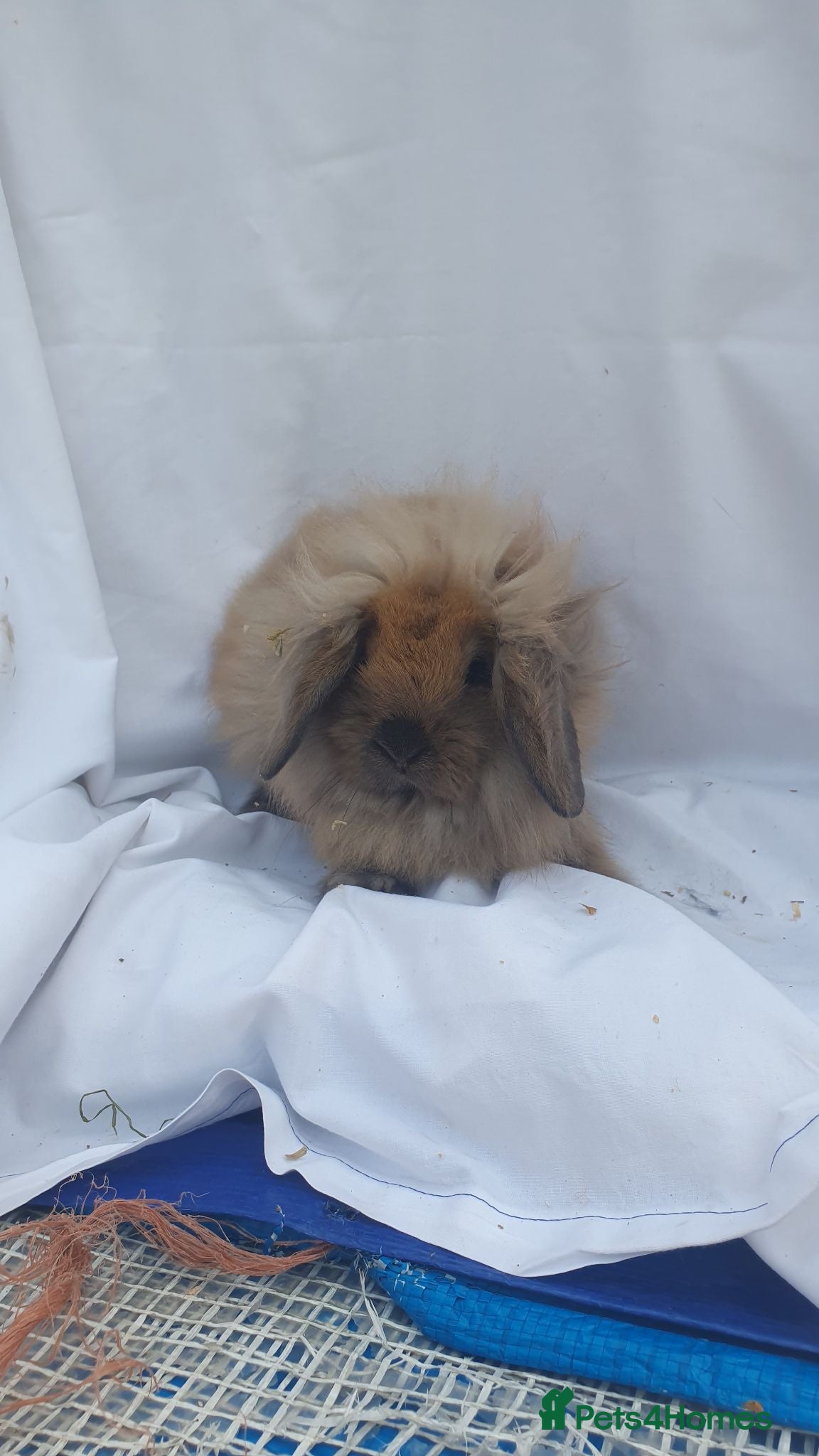 Lionhead rabbits Lionhead Mini lop  - Advert 2