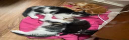 Mixed Breed cats for sale: Playful kittens - Advert 11