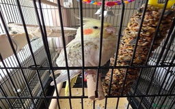 Cockatiels birds for sale: Lovely cocktail  - Image 1