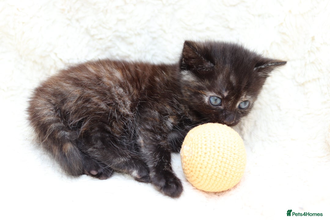 Mixed Breed cats for sale: Adorable Kittens Ready SOON - Image 6