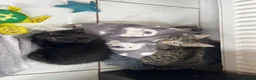 Domestic Shorthair cats for sale: Beautiful Kittens  - Advert 2