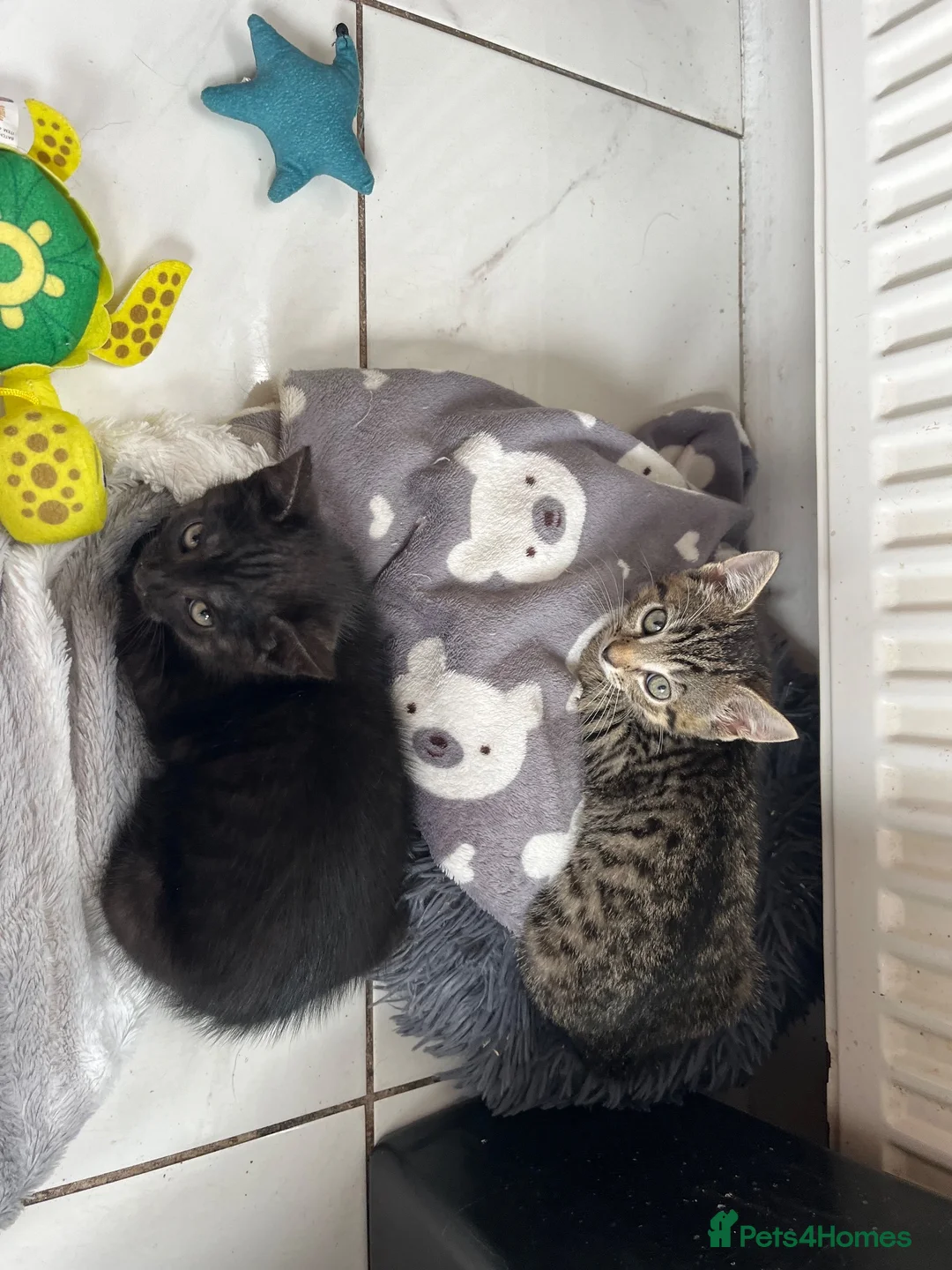 Domestic Shorthair cats for sale: Beautiful Kittens  - Advert 2
