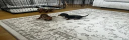 Miniature Dachshund dogs for sale: Miniature smooth haired Dachshund  in Tredegar - Advert 10