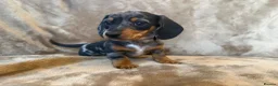 Miniature Dachshund dogs for sale: KC Reg TINY Miniatures from Kaninchen parents  - Advert 12