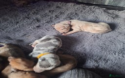 Lurcher dogs for sale: Saluki Lurcher  - Image 29