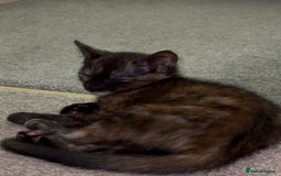 Mixed Breed cats for sale: 3 adorable mixed kittens – 2 females, 1 male - Image 19