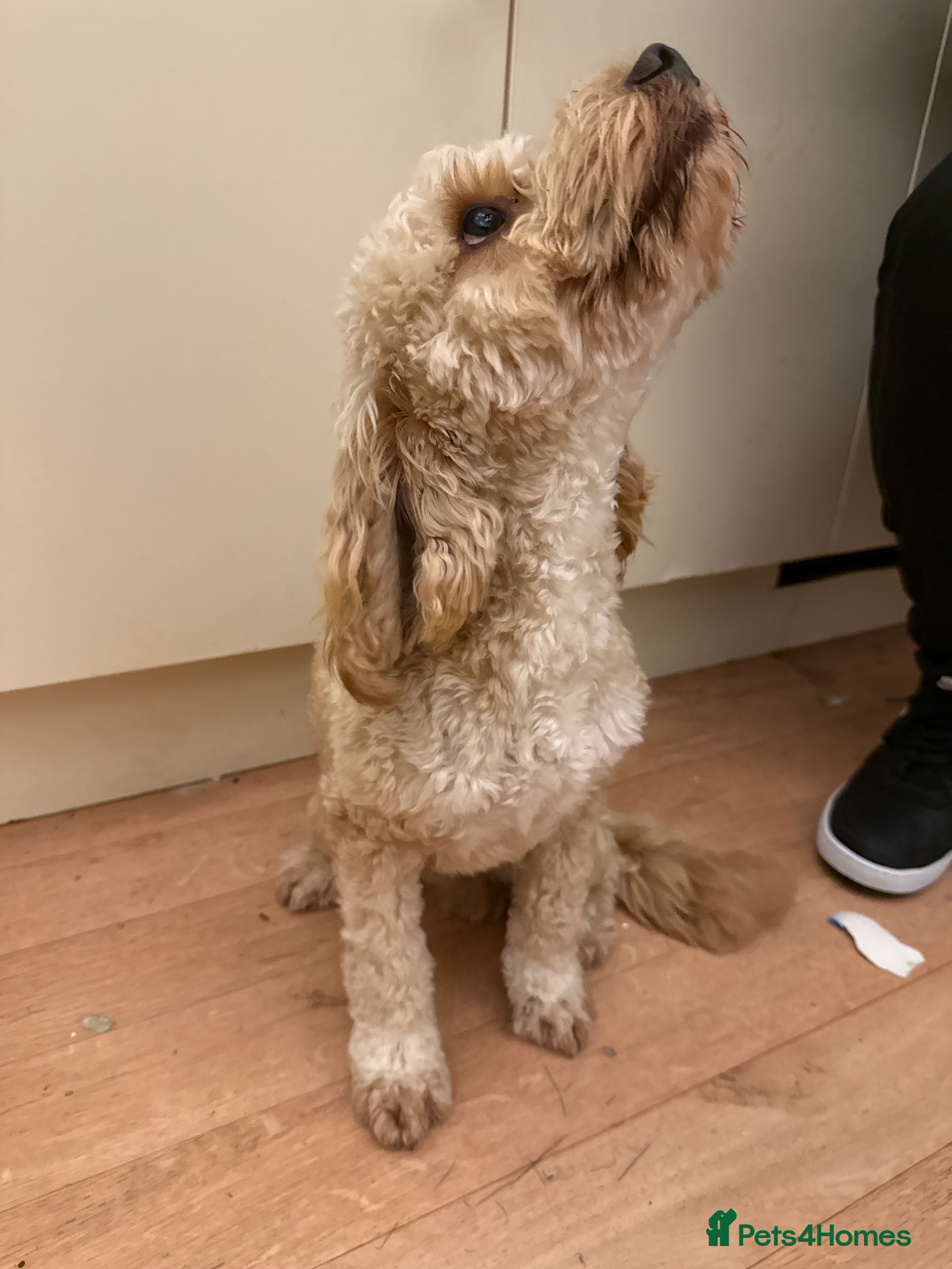 Cockapoo dogs 1 year old golden boy  - Advert 8