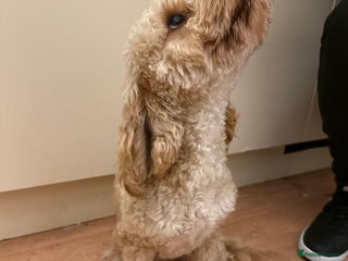 Cockapoo dogs 1 year old golden boy - Advert 10