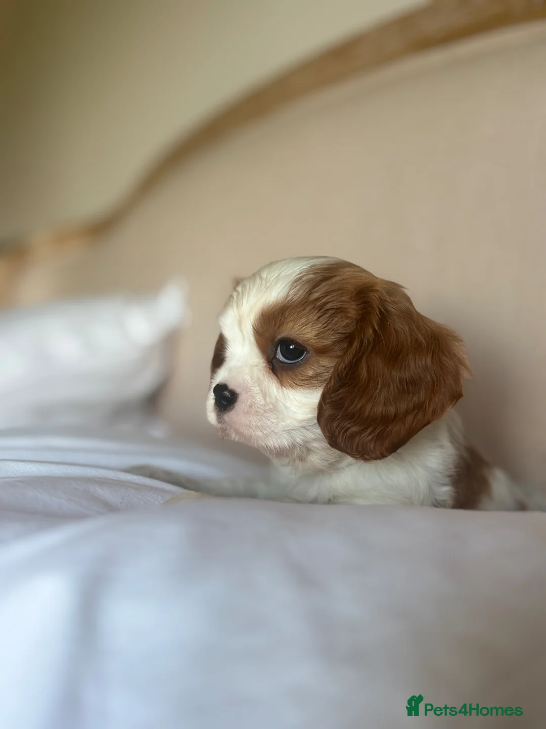 Cavalier King Charles Spaniel dogs for sale: 🐾Extensively health tested KC reg Cavalier pups🐾 - Advert 22