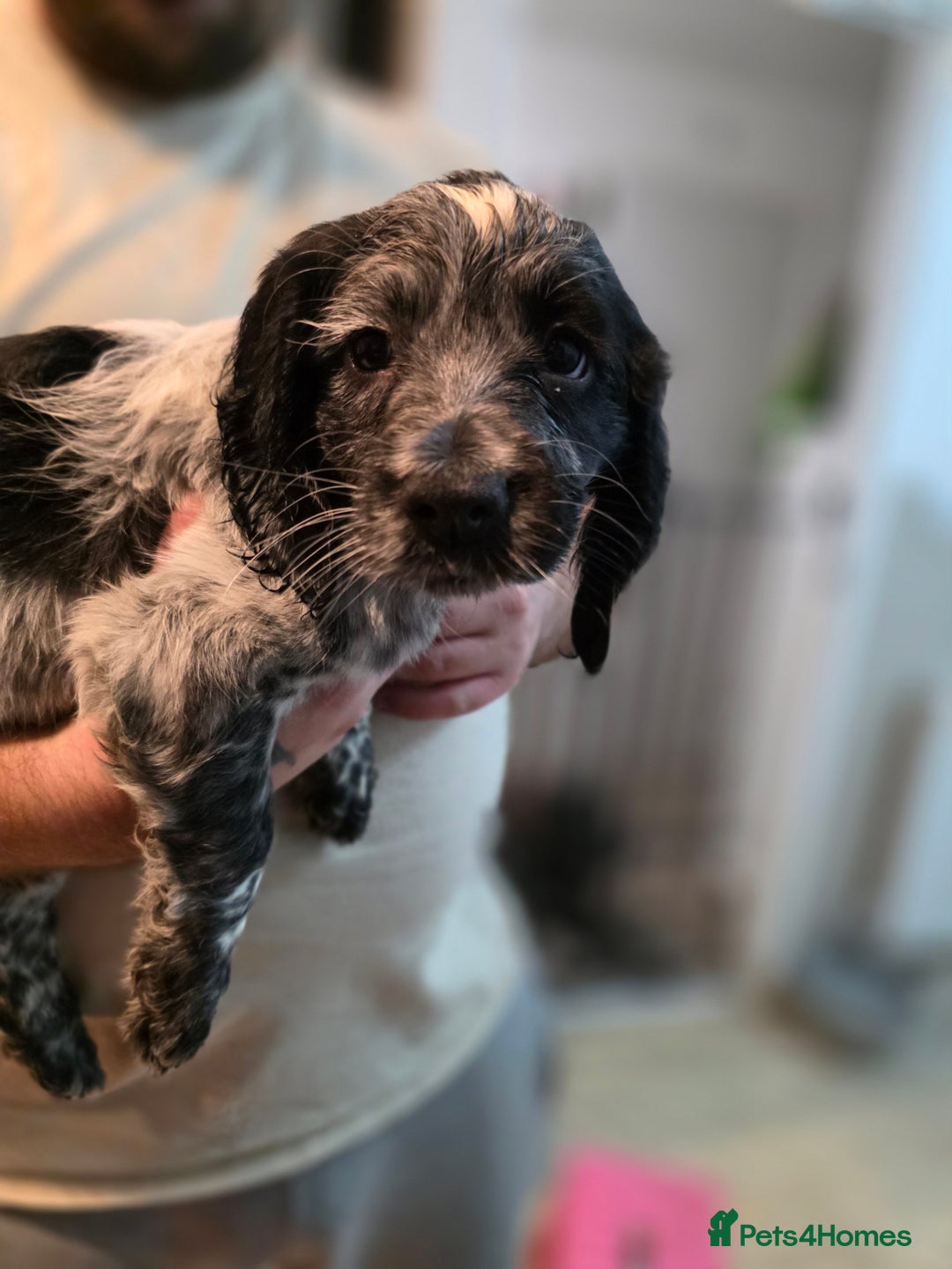 Cocker Spaniel dogs for sale: 1 left Working coker spaniel  - Advert 27