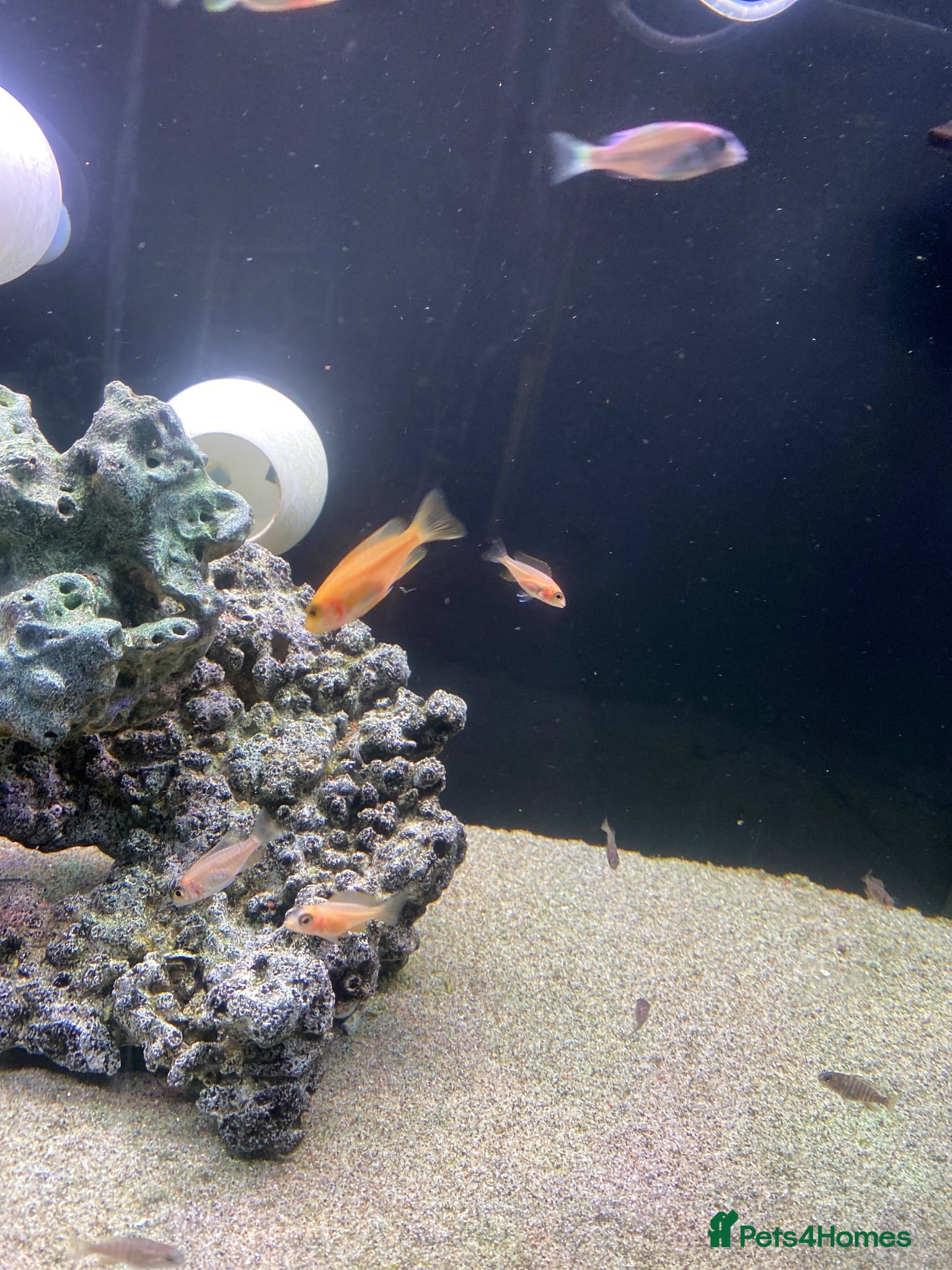 Cichlids fish Dragon blood (Malawi Cichlids) - Advert 6