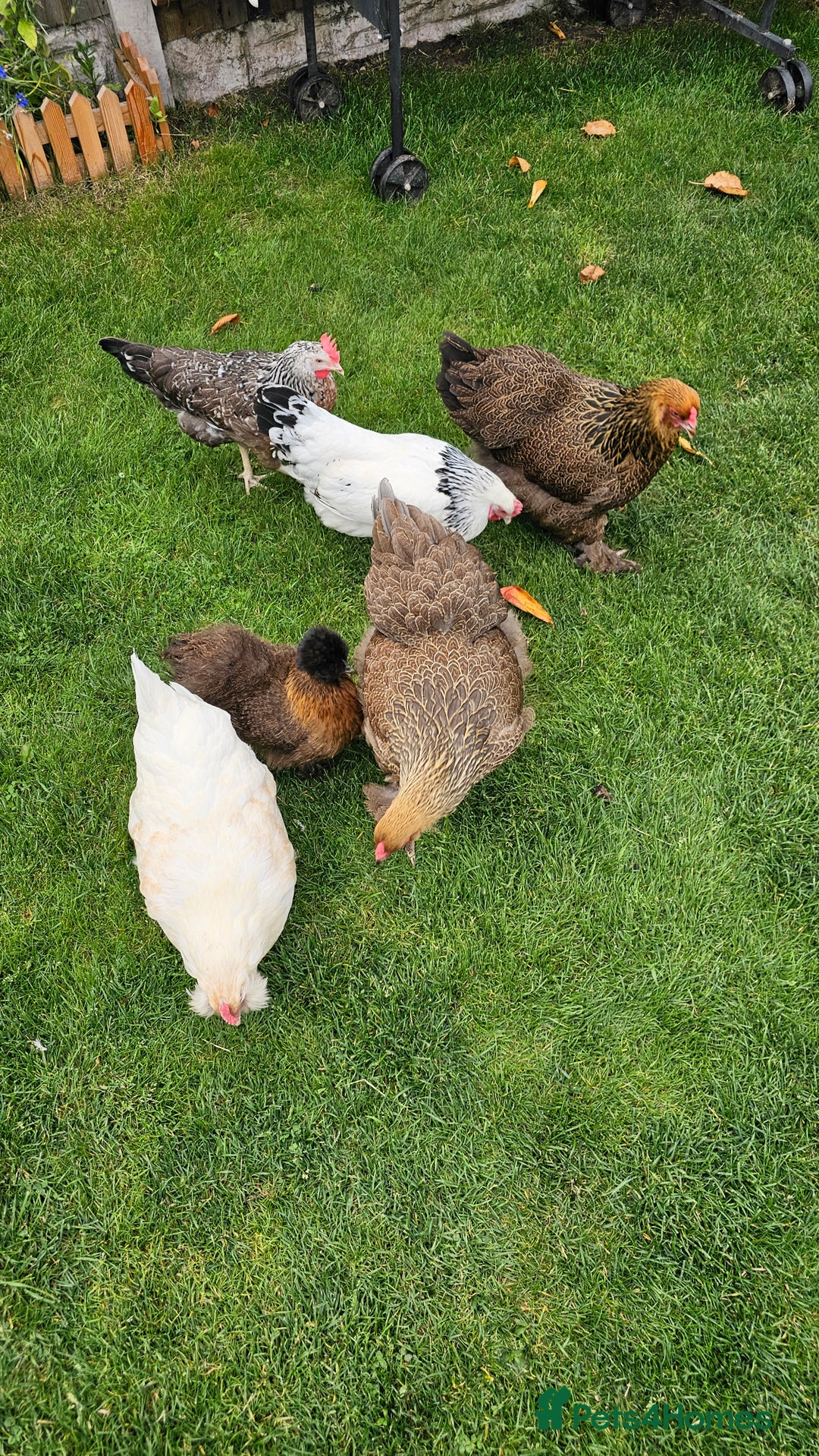 Hens poultry for sale: Hens for sale. - Image 1