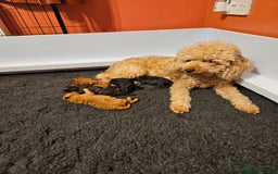 Miniature Poodle dogs for sale: Beautiful Health Tested Poodles - Advert 29