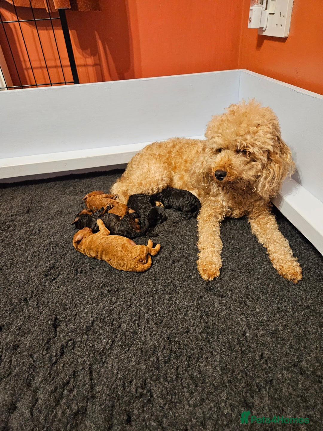 Miniature Poodle dogs for sale: Beautiful Health Tested Poodles - Advert 29