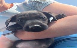 Labrador Retriever dogs for sale: KC registered working fieldtrial Labrador puppies  - Image 15