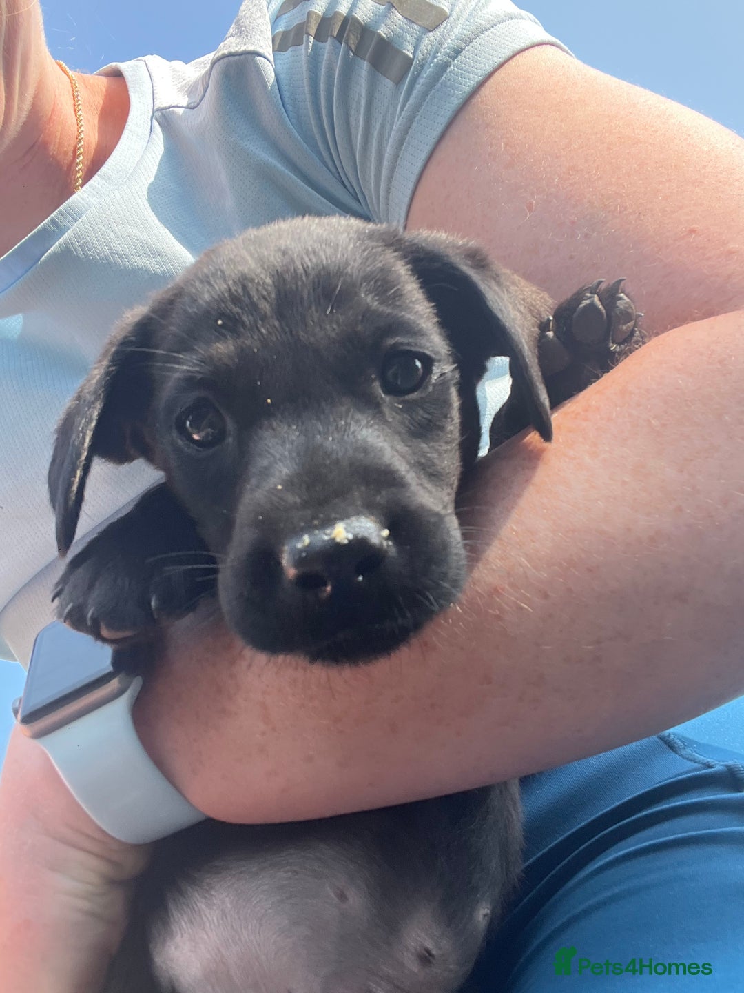 Labrador Retriever dogs for sale: KC registered working fieldtrial Labrador puppies  - Image 15