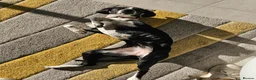 Pointer dogs for sale: Beautiful Pointer 18 months - Advert 13