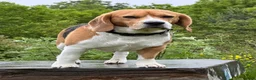 Beagle dogs for stud: Milo the beagle  in Slough - Advert 2
