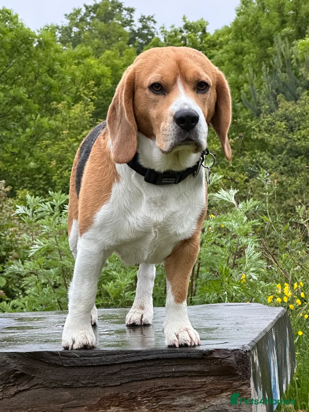 Beagle dogs for stud: Milo the beagle  in Slough - Advert 2