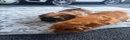 Guinea Pig rodents for sale: Pair of bonded boars (male guinea pigs) in Bournemouth - Advert 1