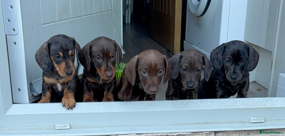Miniature Dachshund dogs for sale: KC miniature Daschunds    - Image 11