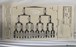 Cane Corso dogs for sale: Cane corso Italian  - Image 5