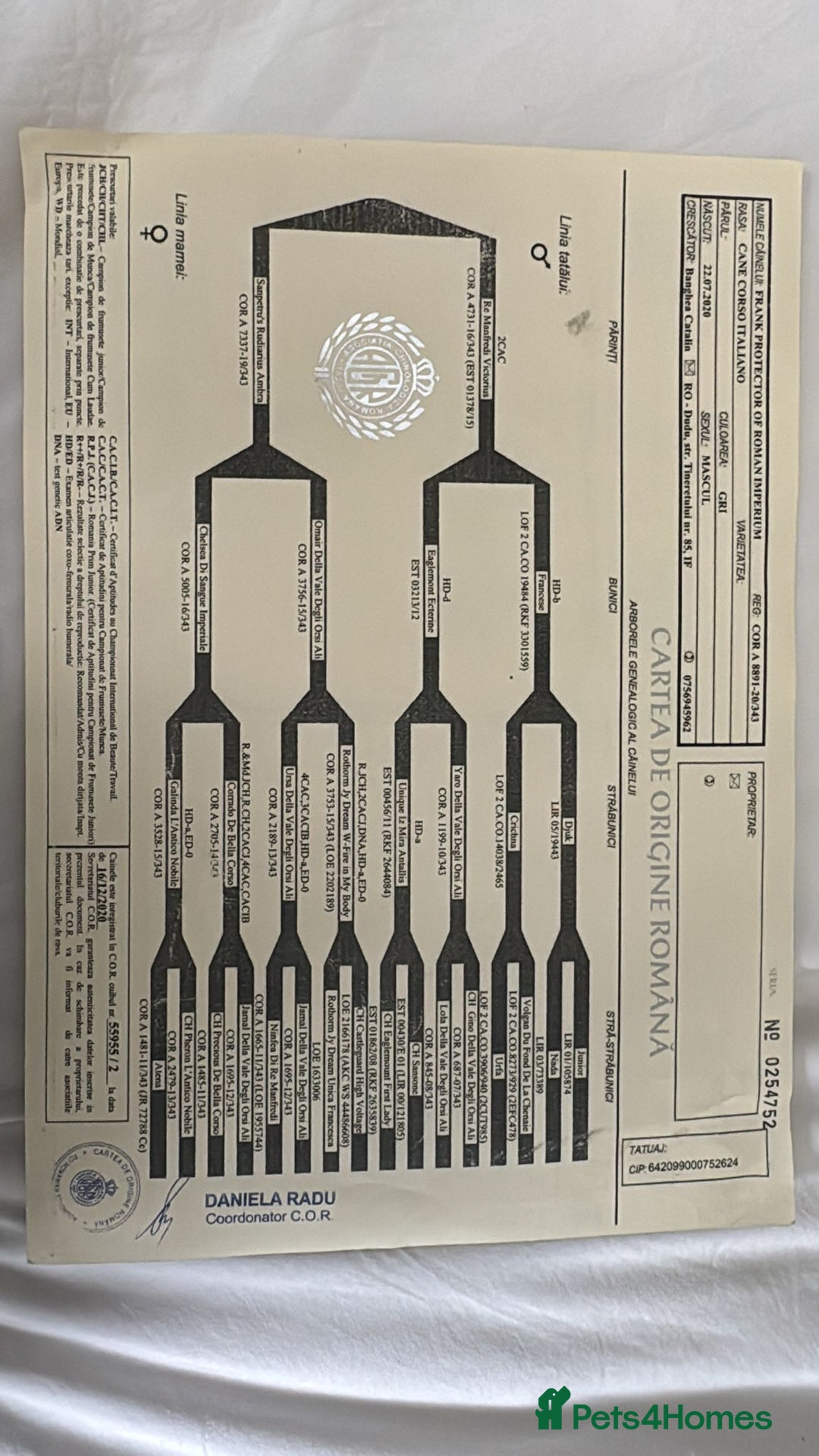 Cane Corso dogs for sale: Cane corso Italian  - Image 5