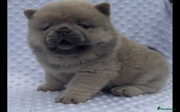 Chow Chow dogs for sale: Quality chow chow pups - Image 35
