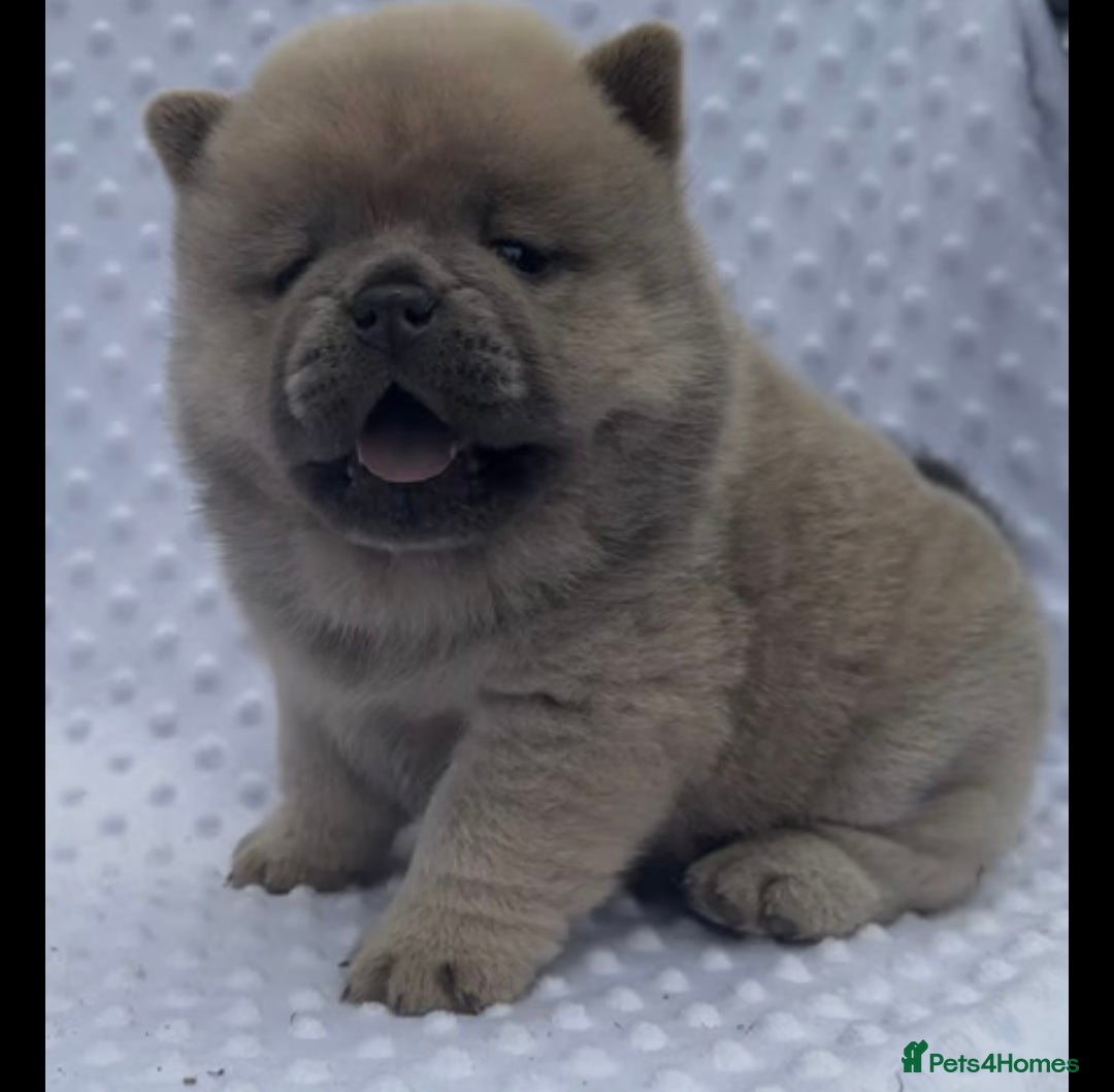 Chow Chow dogs for sale: Quality chow chow pups - Image 35