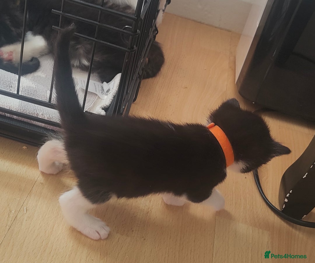 Mixed Breed cats for sale: Ragdoll mixed kittens - Image 7