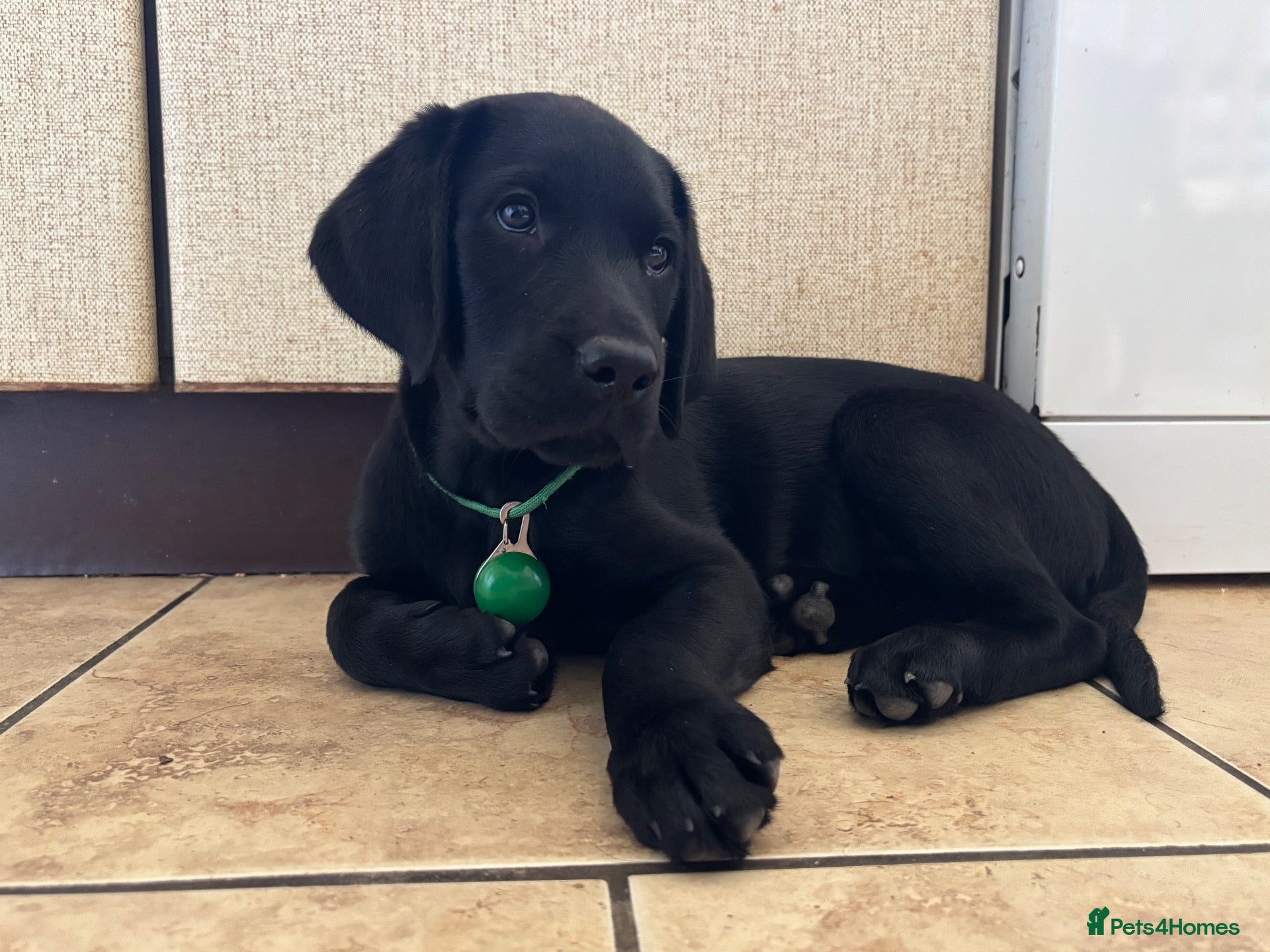 Labrador Retriever dogs Black Labrador pups, KC, dna tests, great scores - Advert 1