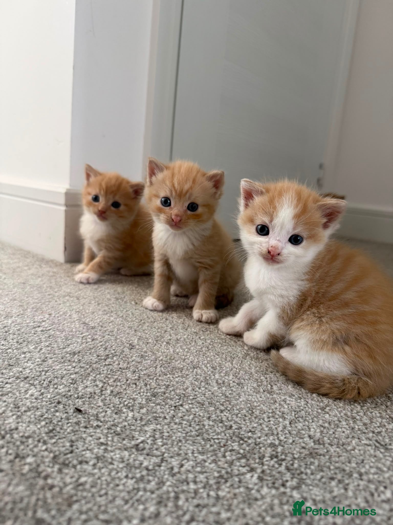 Mixed Breed cats ginger kittens  - Advert 2