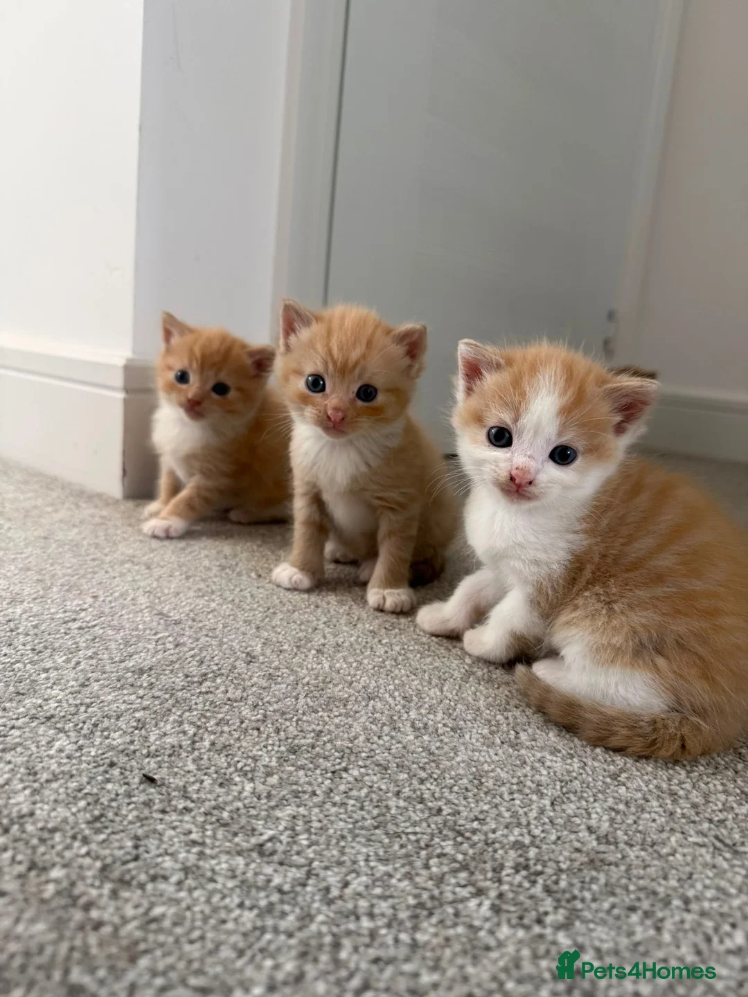 Mixed Breed cats for sale: ginger kittens  in Hailsham - Advert 1