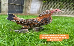 Chickens poultry for sale: Bantam hens at point of lay - Image 14