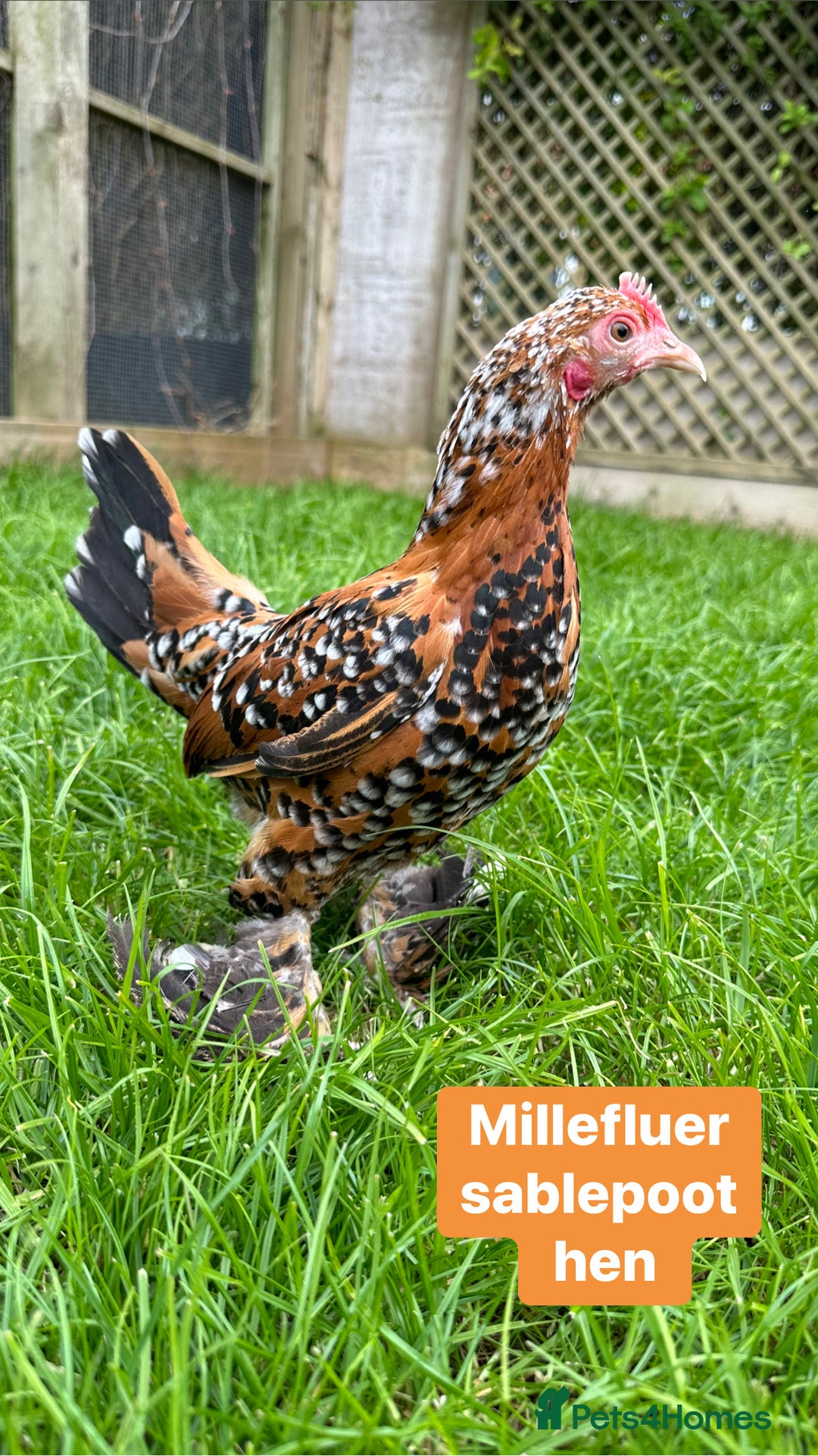 Chickens poultry for sale: Bantam hens at point of lay - Image 14