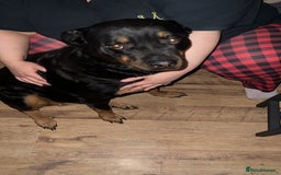 Rottweiler dogs for sale: Beautiful Female Rottweiler Looking For New Home - Image 4