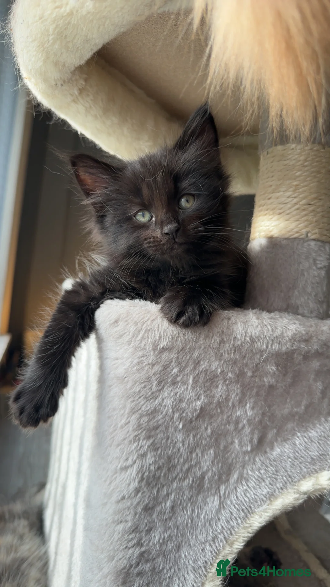 Maine Coon cats for sale: Maincoone kittens  - Advert 9