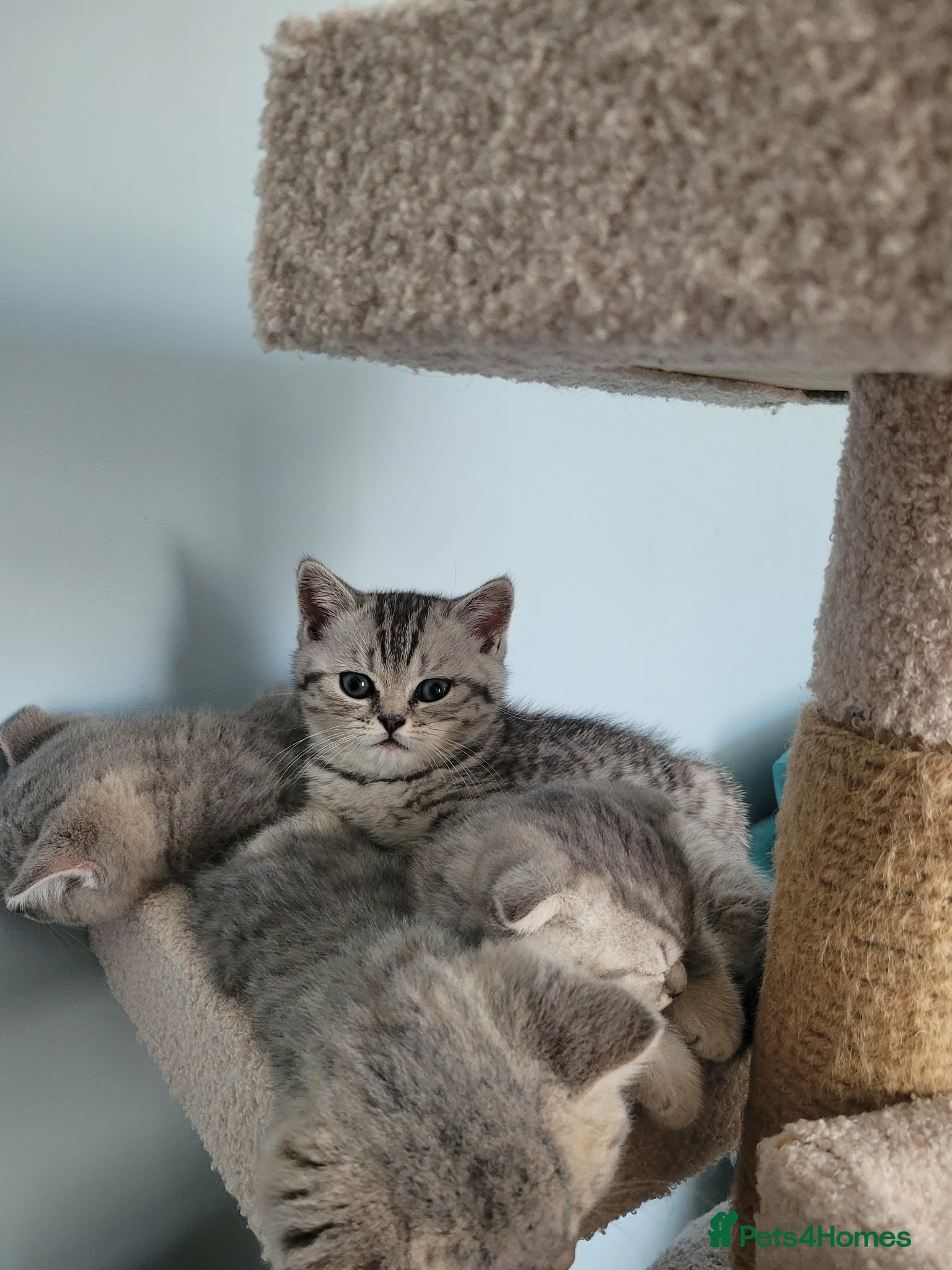 Scottish Fold cats Scottish fold/straight kittens  - Advert 16