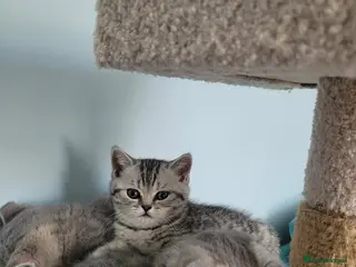 Scottish Fold cats Scottish fold/straight kittens - Advert 16