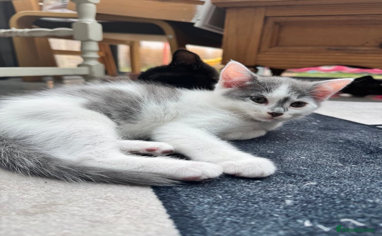 Mixed Breed cats - Advert 15
