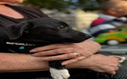 Mixed Breed dogs for adoption: FINN - a Lovely little puppy boy for a Loving Home - Image 1