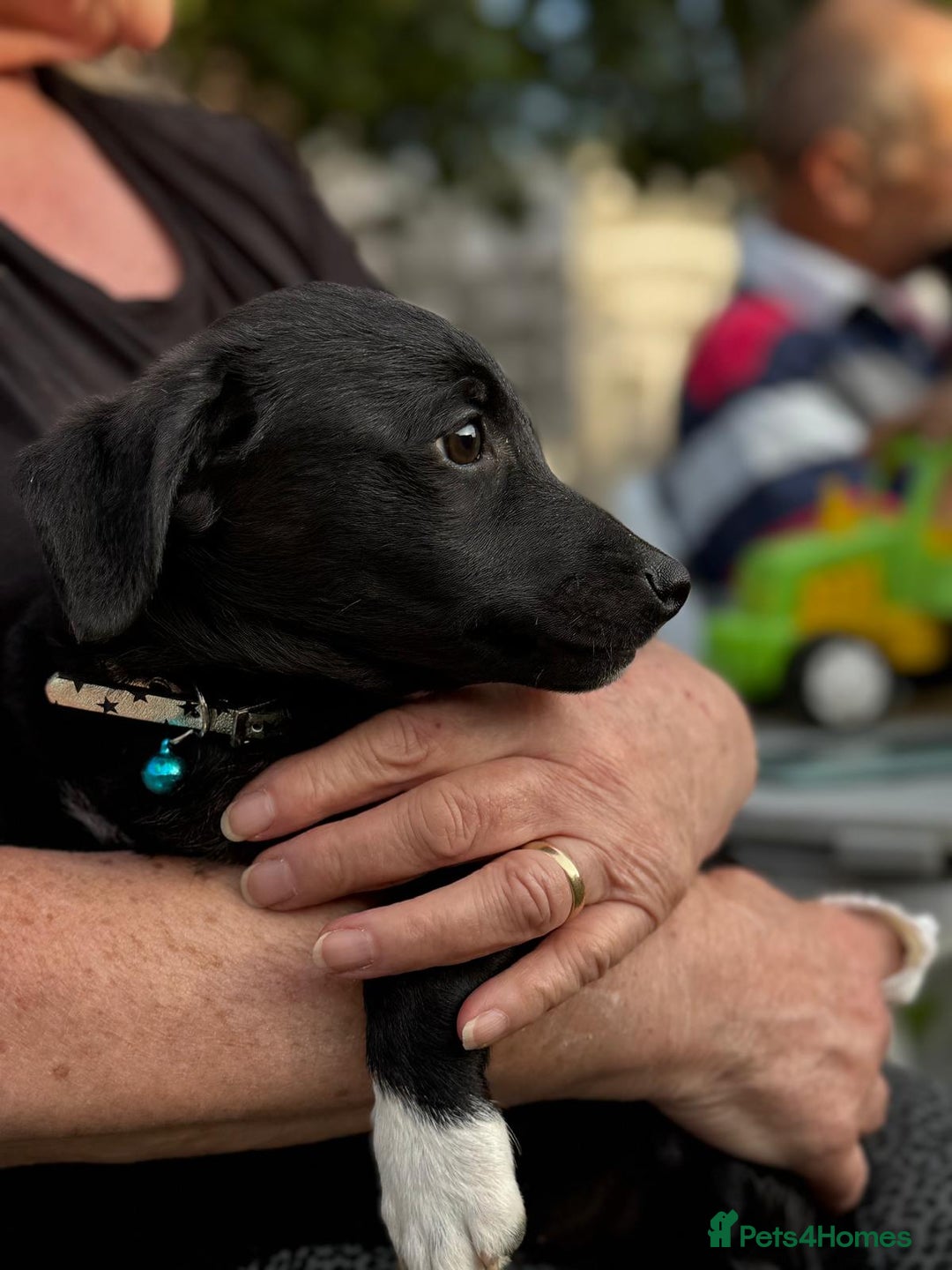 Mixed Breed dogs for adoption: FINN - a Lovely little puppy boy for a Loving Home - Image 1