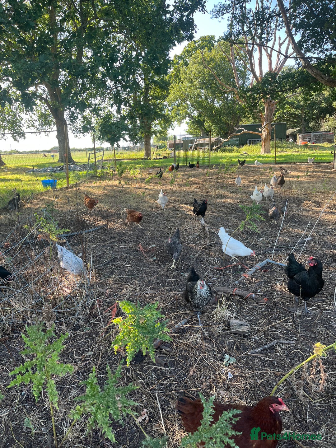 Chickens poultry for sale: Lovely Point of Lay Hybrid Hens - Image 2