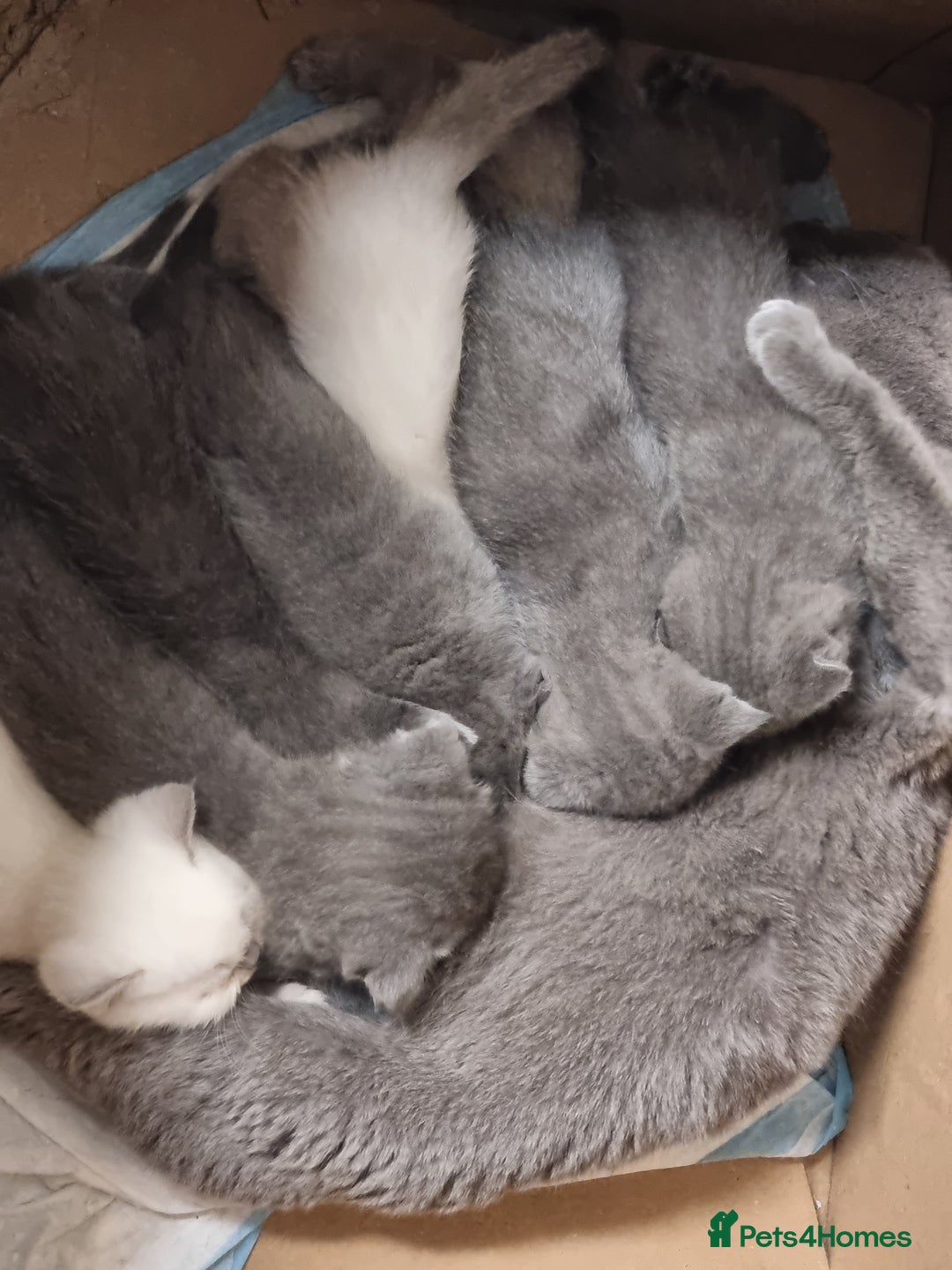 Scottish Fold cats for sale: Very Friendly Kittens, Pedigree Scottish Fold  - Image 11