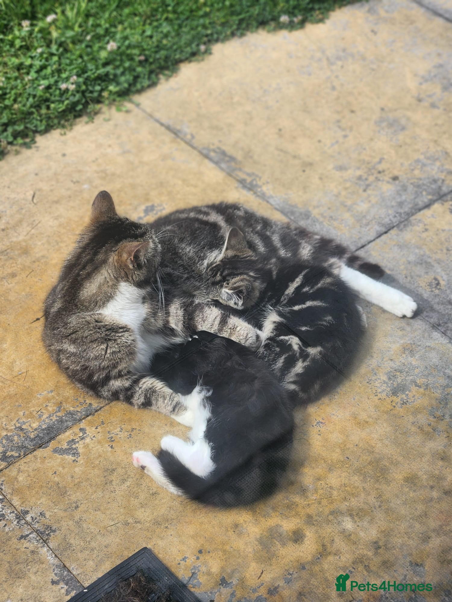 Mixed Breed cats 3 lovely kittens for sale - Advert 6