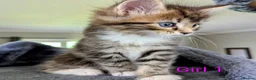 Mixed Breed cats for sale: Gorgeous Tabby Kittens for sale Ready June 17 - Advert 10
