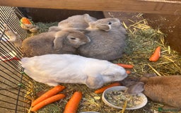 Mixed Breed rabbits for sale: Bonded family of rabbits - Image 4